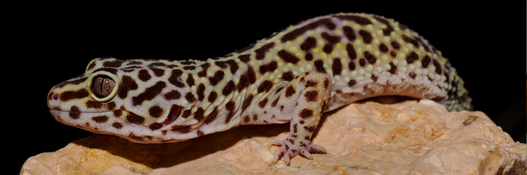 Eublepharis_macularius