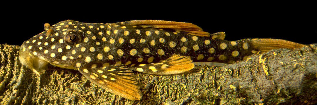 Scobinancistrus